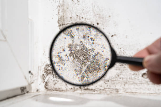 Best Commercial Mold Inspection  in Polk City, IA